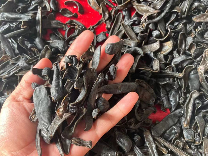 XPJ官方网站成品