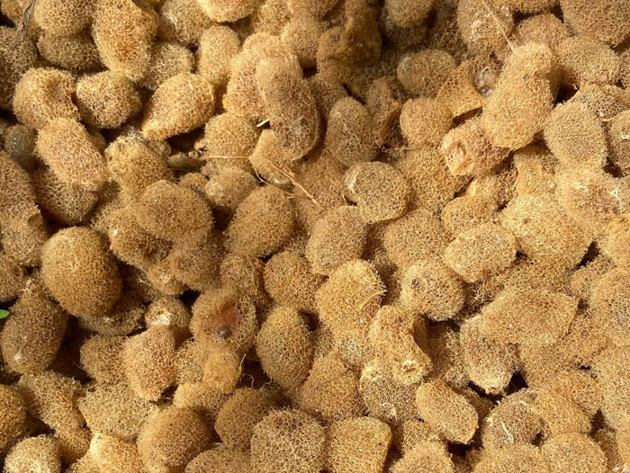 XPJ官方网站卵茧