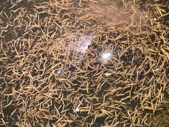 XPJ官方网站卵茧