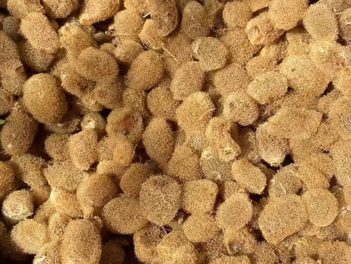 XPJ官方网站卵茧