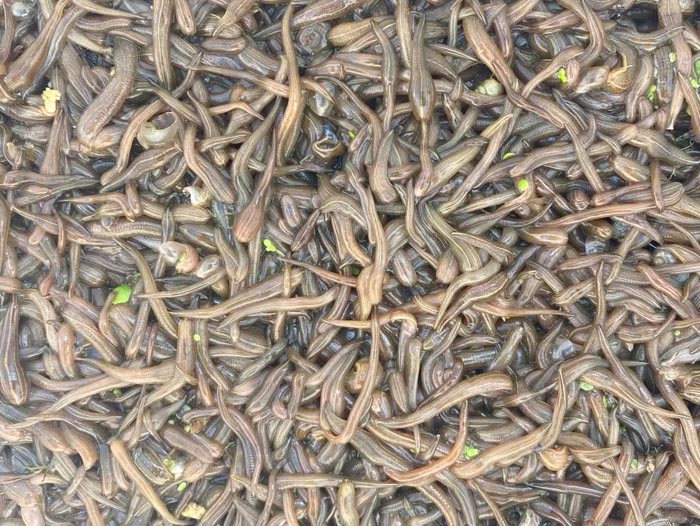 XPJ官方网站卵茧