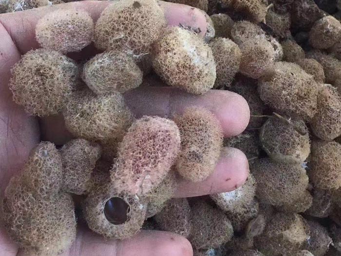XPJ官方网站卵茧