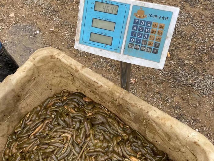 XPJ官方网站小苗