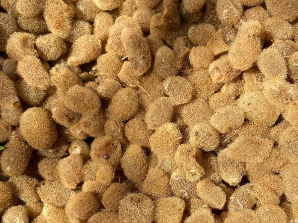 XPJ官方网站卵茧