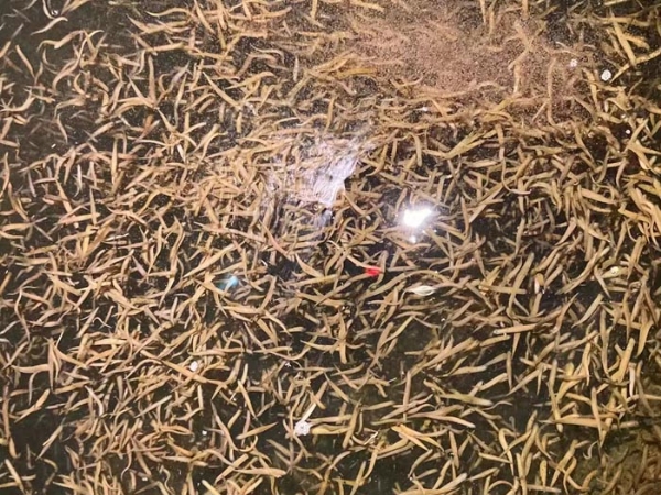 XPJ官方网站卵茧