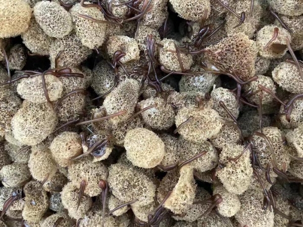 XPJ官方网站卵茧