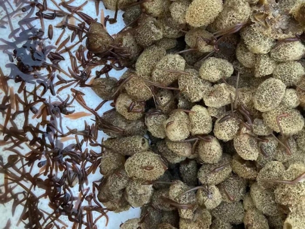 XPJ官方网站卵茧