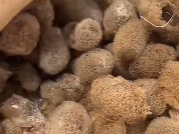 XPJ官方网站卵茧