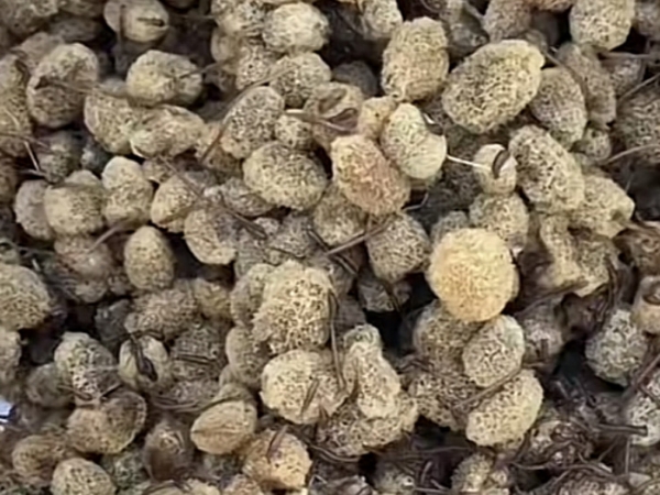 XPJ官方网站卵茧