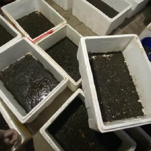 XPJ官方网站卵茧