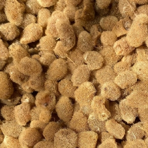 XPJ官方网站卵茧