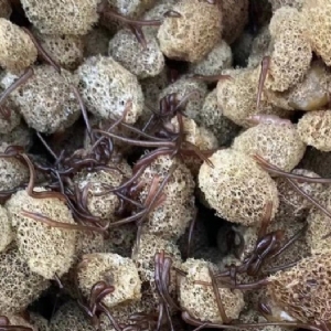 XPJ官方网站卵茧