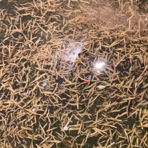 XPJ官方网站卵茧