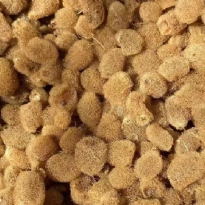 XPJ官方网站卵茧