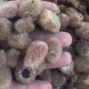 XPJ官方网站卵茧