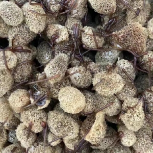 XPJ官方网站卵茧