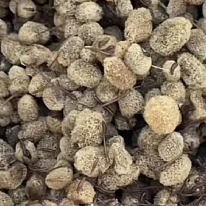 XPJ官方网站卵茧