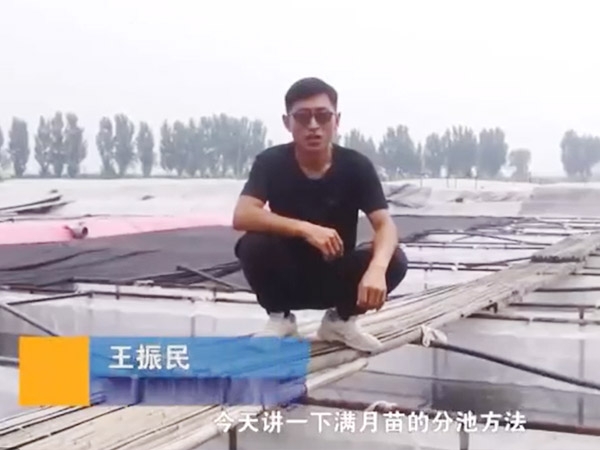XPJ官方网站满月苗的分池方法