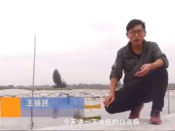 small4_17113377813506223 XPJ官方网站白点病发生活规律及防治方法