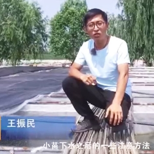 XPJ官方网站小苗下水后的注意和操作