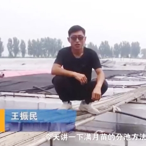 XPJ官方网站满月苗的分池方法